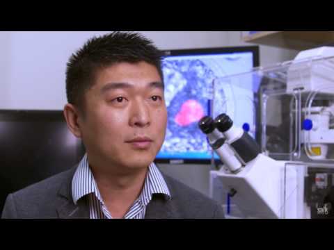 Thumbnail for Chimeric Organisms Hold Promise for Science and Medicine