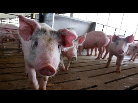 Thumbnail for Organs For Human Transplants Could One Day Be Grown Inside Pigs