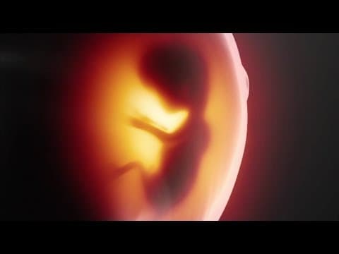Thumbnail for Child's development from fertilization to birth