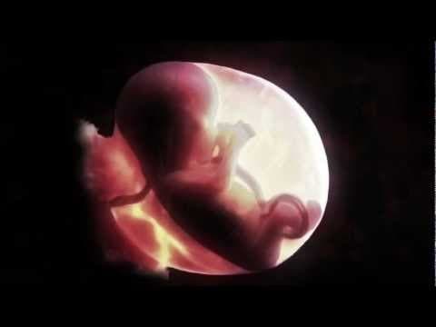 Thumbnail for Life Amendment - July 31