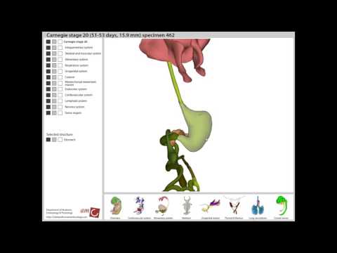 Thumbnail for Interactive map of the developing human embryo