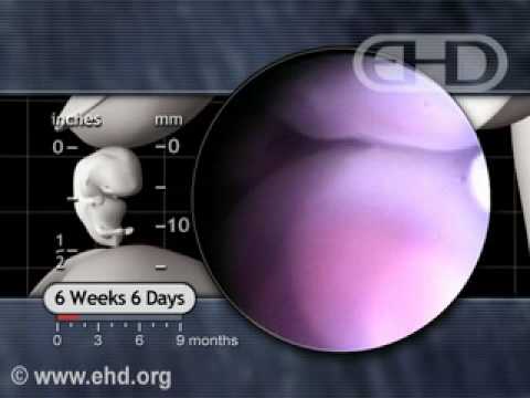 Thumbnail for The Beating Heart at 7 weeks of Pregnancy