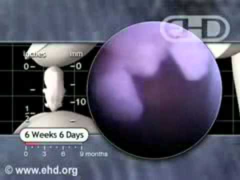 Thumbnail for Life at Six Weeks - Beating Heart - Baby in Mom