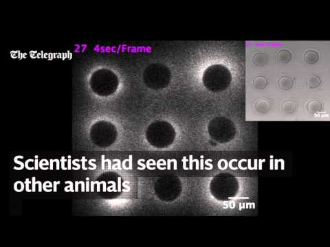 Thumbnail for Bright flash of light marks incredible moment life begins
