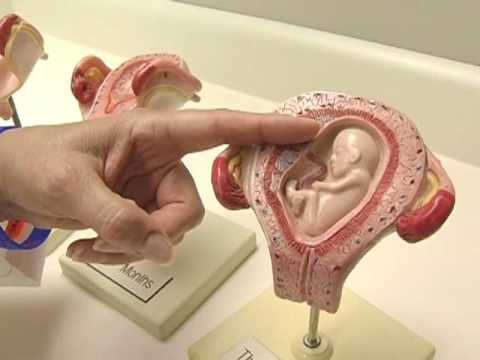 Thumbnail for The Abortion Doctor