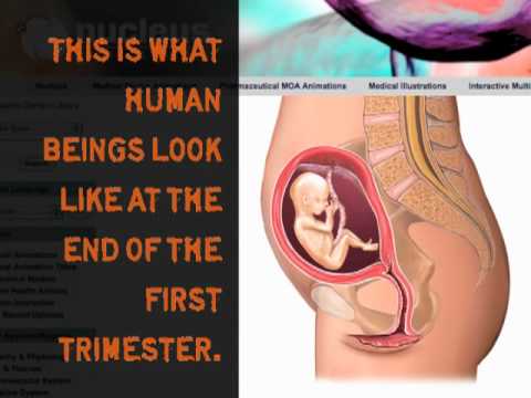 Thumbnail for The Case Against Abortion: Prenatal Development