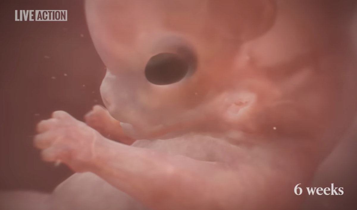 Prenatal development in Baby Olivia mirrors markers in abortion training source