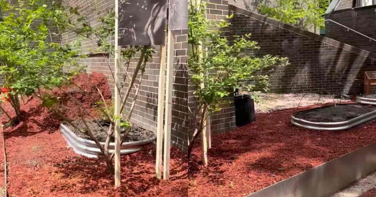 New York college's ‘reproductive justice garden’ has 'abortifacient' plants