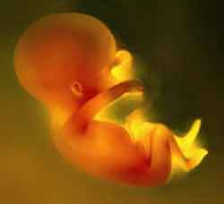 unborn_child