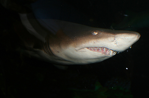 No really, they're much cuter than this shark. Check them out here. (Photo credit: eschipul on Flickr)