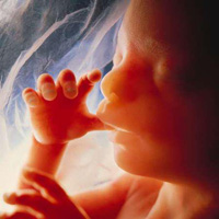 prenatal life