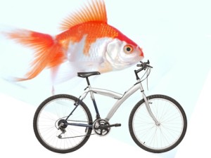 fish-bike