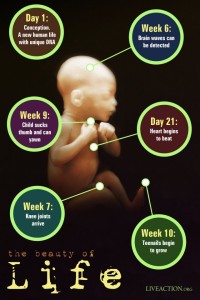 facts about unborn children