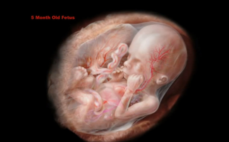 prolife, miracle, fetus, unborn child, TED