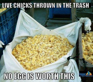 Baby chicks being tossed in trash. (from Vegan Outreach)