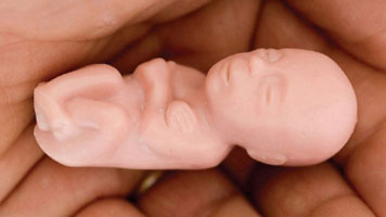 fetal model 12 weeks