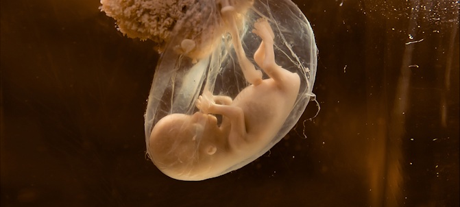Child’s Development from Fertilization to Birth: