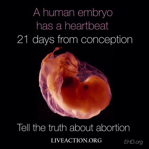 human-embryo-heartbeat