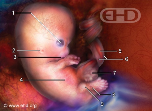 New Mexico, embryo, life