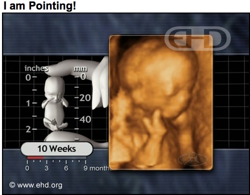 "I am pointing." A baby points to her face at 10 weeks old, in the first trimester.