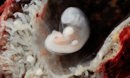 embryos