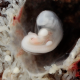 embryos