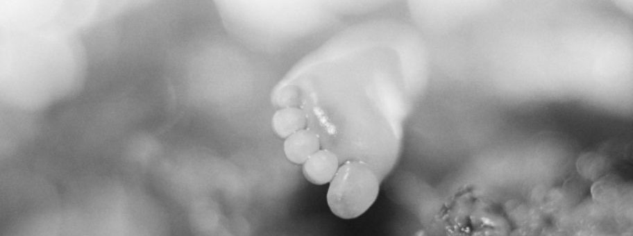 aborted, abortion, reborn, abortionist