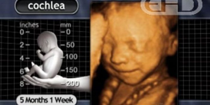 late-term abortion, preborn