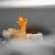 early abortion, A baby hand, pro-life, aborted