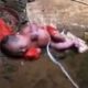 baby victim