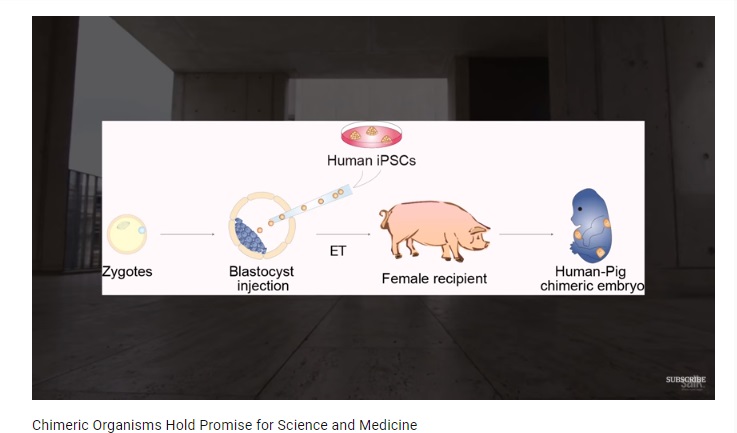 Image: Human Pig Chimeras