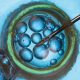 IVF, embryo