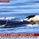 orca mother grieves dead calf