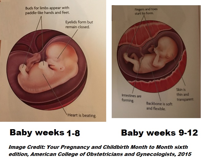 Image: Baby weeks 1 to 8 and 9 to 12 (Image: edited from Your Pregnancy and Childbirth by ACOG)
