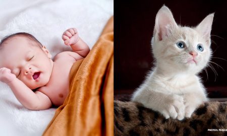 abortion, kittens, preemie