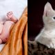 abortion, kittens, preemie