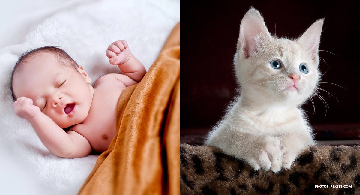 abortion, kittens, preemie