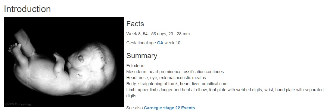 Image: Fetal Heart Carnegie Stage 22 at 8 weeks gestation (Image: https://embryology.med.unsw.edu.au/) 