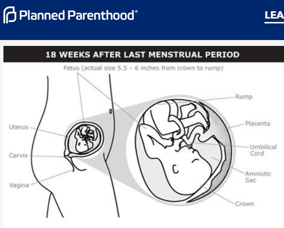 Image: Planned Parenthood fetal development at 18 weeks (Image PPFA website accessed 04162019) 