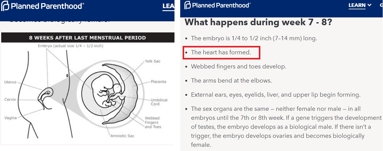 Image: Planned Parenthood fetal heart develops 7 weeks (Images PPFA's website accessed 04162019)