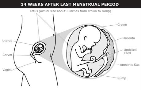 Image: Planned Parenthood pregnancy website fetus at 14 weeks