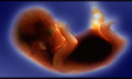 scientific american, roe v. wade, preborn baby, fetus, biology