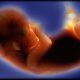 scientific american, roe v. wade, preborn baby, fetus, biology