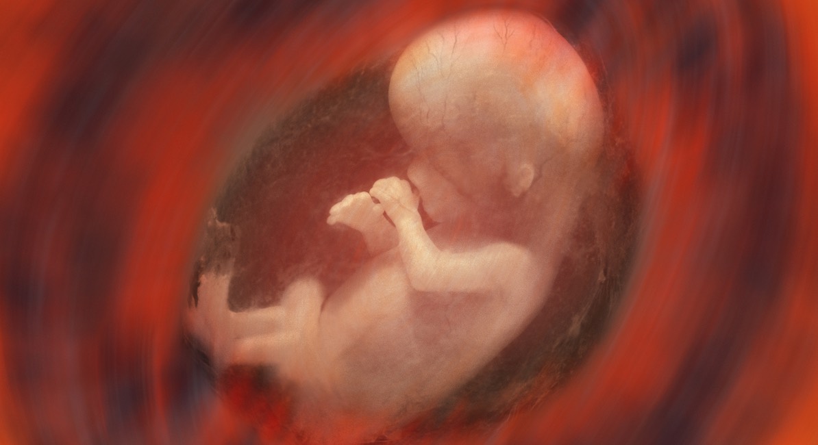 Concerned groups and Congress members demand answers on taxpayer-funded research using aborted babies