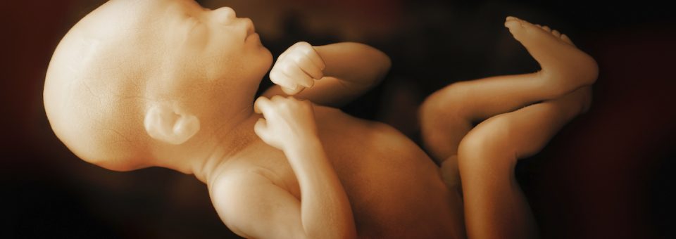 fetal pain, tiktok, pro-life, preborn children, Roe, Wyoming, Biden, amendment