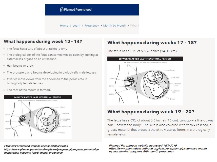 Image: Planned Parenthood fetal development at 13-14 and 17-20 weeks (Image: PPFA)