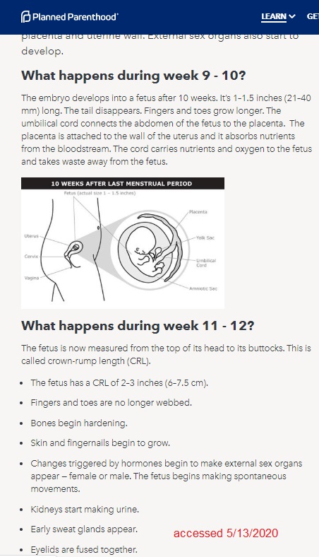 Image: Planned Parenthood fetal development 9 to 12 weeks accessed 5132020