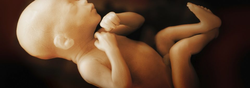 fetal, 7 month fetus, late abortion, 28 weeks, heart