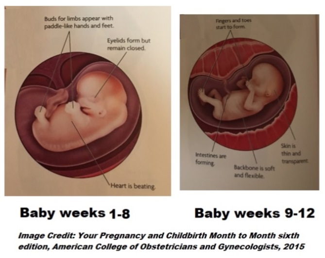 Image: ACOG Book on fetal development of unborn child