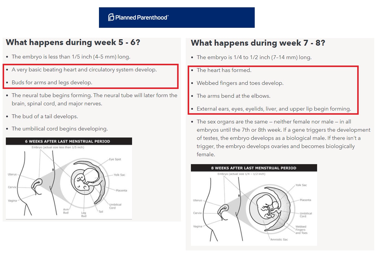 Image: Planned Parenthood fetal development website